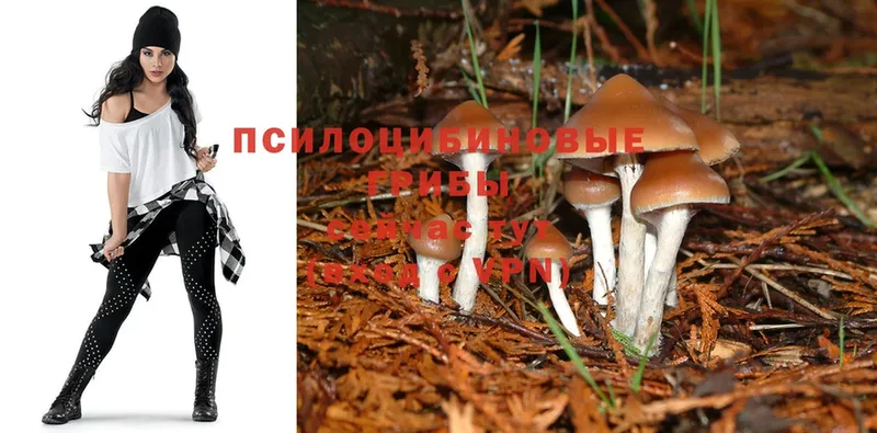 дарнет шоп  Нижняя Тура  нарко площадка состав  Галлюциногенные грибы Psilocybe 